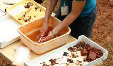 Information Day Being Organised for Omisalj Archaeology Parks
