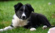 A border collie pup. A Zagreb children's hospital will welcome one called Jupi as its first canine member of staff