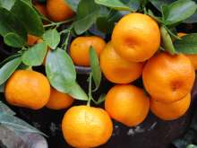 Epidemiologists Instruct Croatian Fruit Pickers How to Act Amid Pandemic