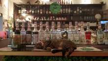 Cat Caffe, the Most Purrfect Place in Zagreb to Have a Drink