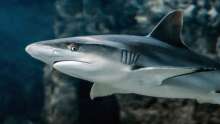 Marine Studies Expert Talks Sharks in the Croatian Adriatic Sea