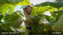 Tobacco Industry War: What's Hiding Behind Talks of Closure of Kanfanar Tobacco Factory?