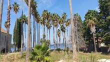 Secrets of Lopud: Europe's Tallest Palm Trees Shade Europe's Oldest Concrete Hotel