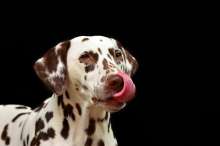 Big Fines Await Croatian Dog Owners Who Fail to Microchip Pets