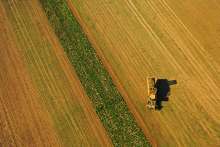 A Million Tonnes of Wheat Expected This Summer Harvest