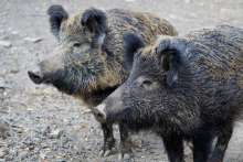Zagreb Wild Boars Attack Dog, Hunters Agree to Meeting