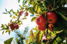Djakovo: Pay for an Apple as You Pick It from a Tree!