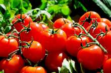 Croatian Tomatoes to Hit Market With New Proven Quality Label