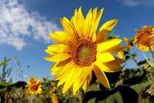 Croatian Sunflower Power? Chance for More Exports Arises