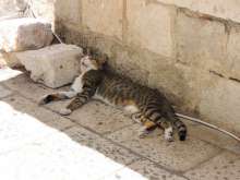 Many Polish Tourists Return Home with Rescued Croatian Street Cats
