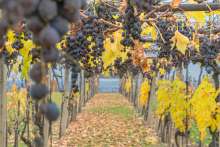 Exploring Croatian Traditions: Vinkovo, Saint Vincent Blessing Vineyards
