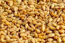 Opposition Says Bill on Seeds Harmful