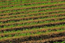 Par'l Committee: Concrete Support to Farmers in Earthquake-Hit Areas Needed Now