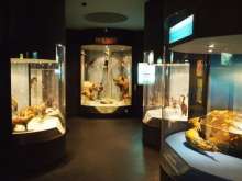 Natural History Museum Rijeka Partner in Four EU Projects