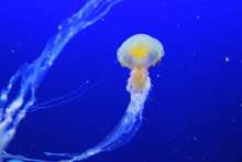Czech Media Warns Tourists Not to Travel Due to Jellyfish in Istria?