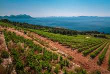 The vineyards of Peljesac, Dalmatia