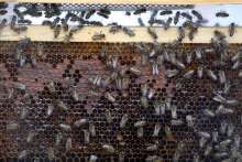 Farm Minister Promises Aid to Beekeepers After Mass Death of Bees