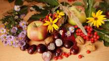 Croatian Forests: Here is How to Obtain Your Autumn Fruits Picking Permit