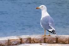 Don't Feed the Gulls! Istria Doubles Down on Seagull Control