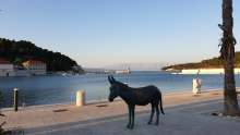 Listen to the Free Daily Concerts on Hvar: Birdsong Live