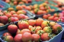 Croatian CityGreens Farming Offers Solution to Land Fertility Issues
