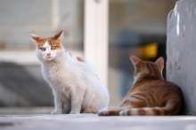 Split4Cats Application: Clever Solution for City's Street Cats Coming to Life