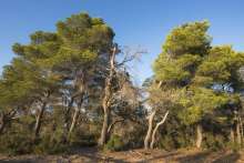 Illustration, Aleppo pines