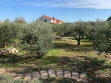 It takes three full days in the olive grove to pick the trees clean and get the olives ready for pressing.