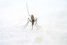 Osijek Mosquitoes Problem to be Approached Systematically
