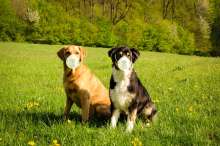 Vets Researching Impact of Coronavirus Infected Owners on Croatian Pets