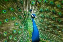 Peacocks in Split: Dozens of Beautiful Birds Walk and Fly Around The City