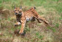 New Lynx Emil Arrived at Velebit Nature Park From Slovakia