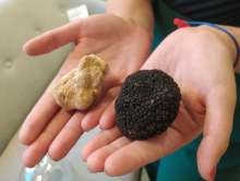 Truffle Hunting: Unique Gastro Experience in the Heart of Istria