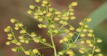 Indigenous Croatian Plant Sweet Wormwood Treats Coronavirus, say German Scientists