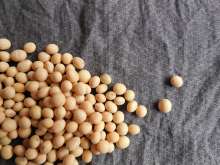 First Croatian GMO-Free Soy Bean Processing Plant Being Built