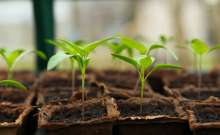 More than 100,000 Seedlings Planted across Dalmatia in Boranka Campaign