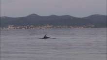 Dolphins Dance to Zadar Sea Organ at Sunrise
