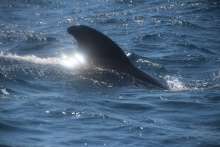VIDEO: Fin Whale Filmed Swimming Peacefully Near Omisalj