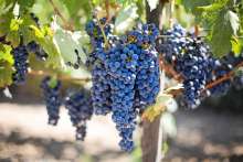 Opposition Says Agricultural Production in Ruin