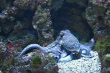 100,000 Octopuses Released into Split Waters as Part of Wider Project