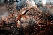 Croatian Hacker Denis Perisa Darkman's Brainchild Owed to Pet Cat
