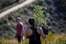 Boranka is Back: Europe's Largest Volunteer Afforestation Action Tackles 2017 Split Fire Area