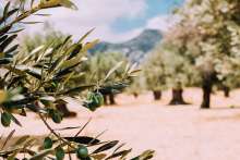 Istrian Olive Grower Loses Land Bid as Ministry of Agriculture Backtracks on Tender Specifications