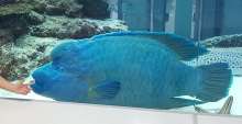 Pula Aquarium Gets New Resident Which Changes Own Gender