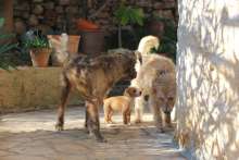 Animal Shelters and Associations in Croatia: Eco Hvar