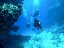 Noble Pen Shell in Croatia: Living Specimen Found Close to Lastovo Island