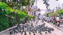 Be Careful if You Like Feeding Birds, in Pula You Could get Fined