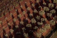 Historical Mystery: Dinosaurs Secret to Top Istrian Wine and Olive Oil?