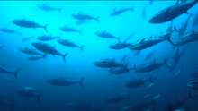 Agriculture Minister Talks Bluefin Tuna Farms After European Commission Letter of Notice