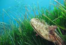 Seven Living Croatian Noble Pen Shells Discovered in Porec Waters
